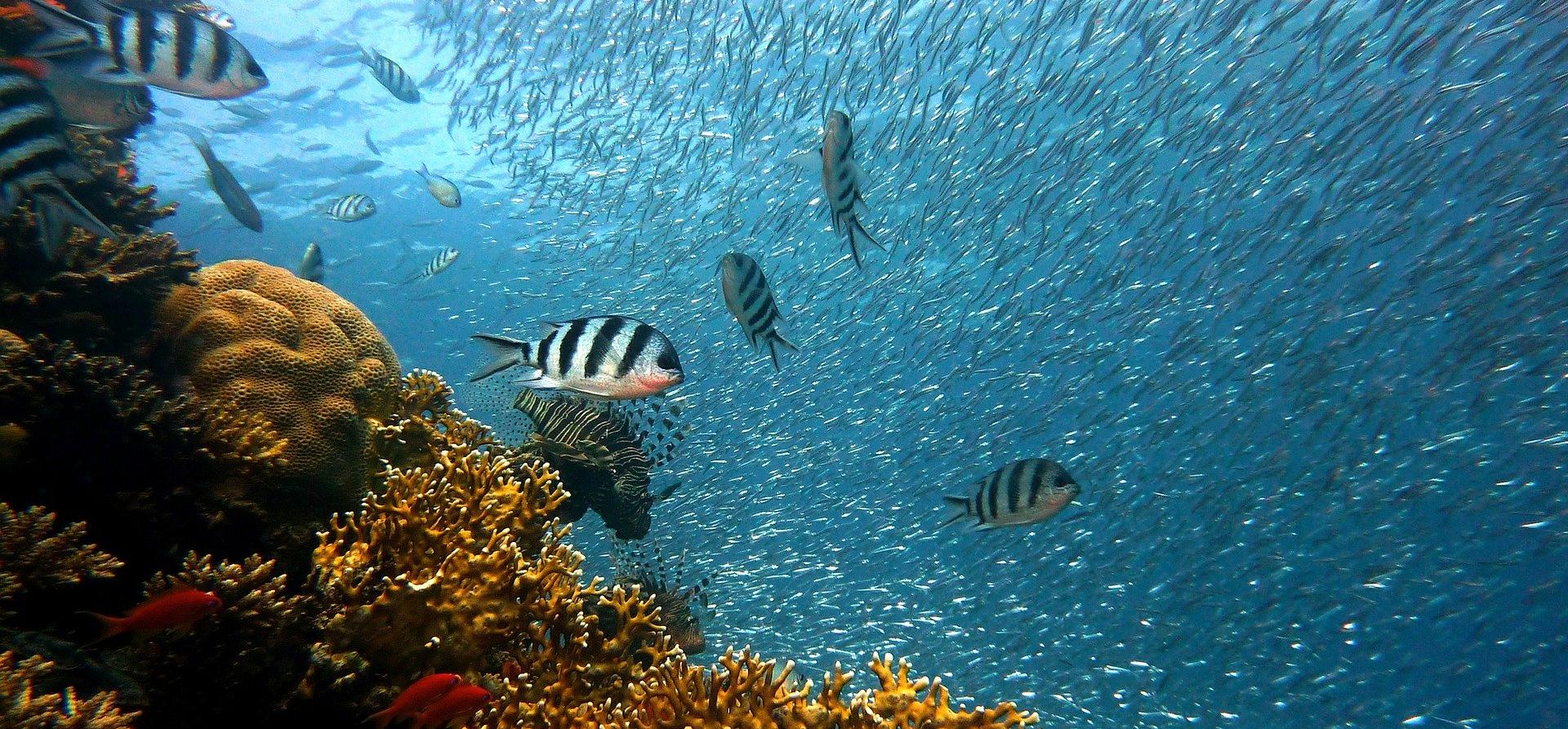 DIVING CANCUN DIVING CANCUN