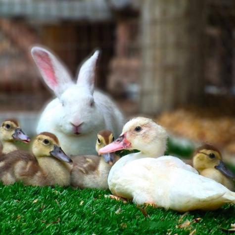 Ducks and Rabbits