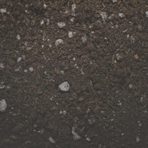 Fertilize the plants