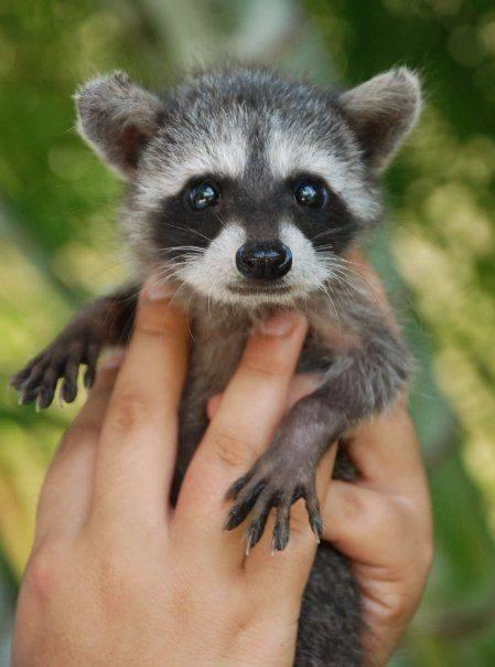 racoon