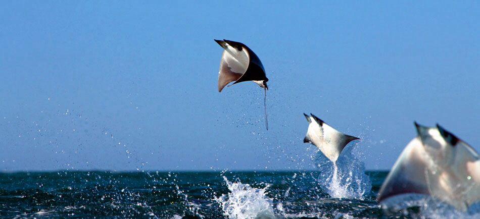 mantarraya