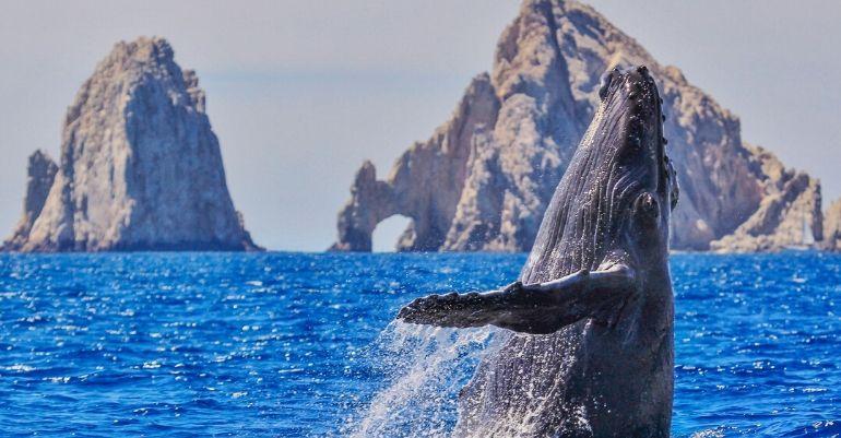 Avistamiento de ballenas los Cabos