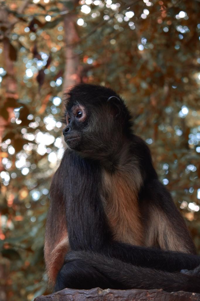 Monkeys at Sandos Caracol
